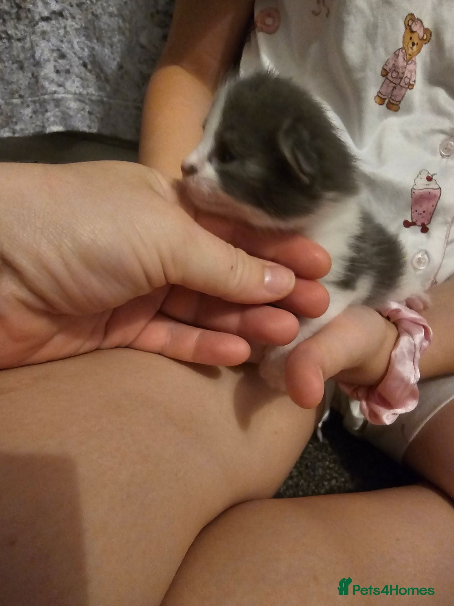 Mixed Breed cats Calico cross bsh kittens  - Advert 15