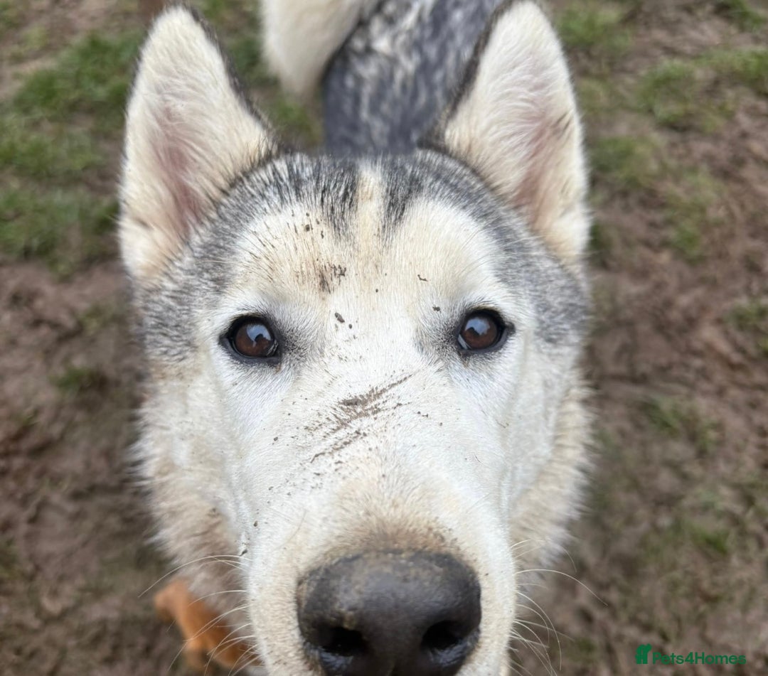 Siberian Husky dogs for sale: 🩵 Heartbreaking Rehoming 7 Month-Old Husky Pup 🩵 - Advert 3