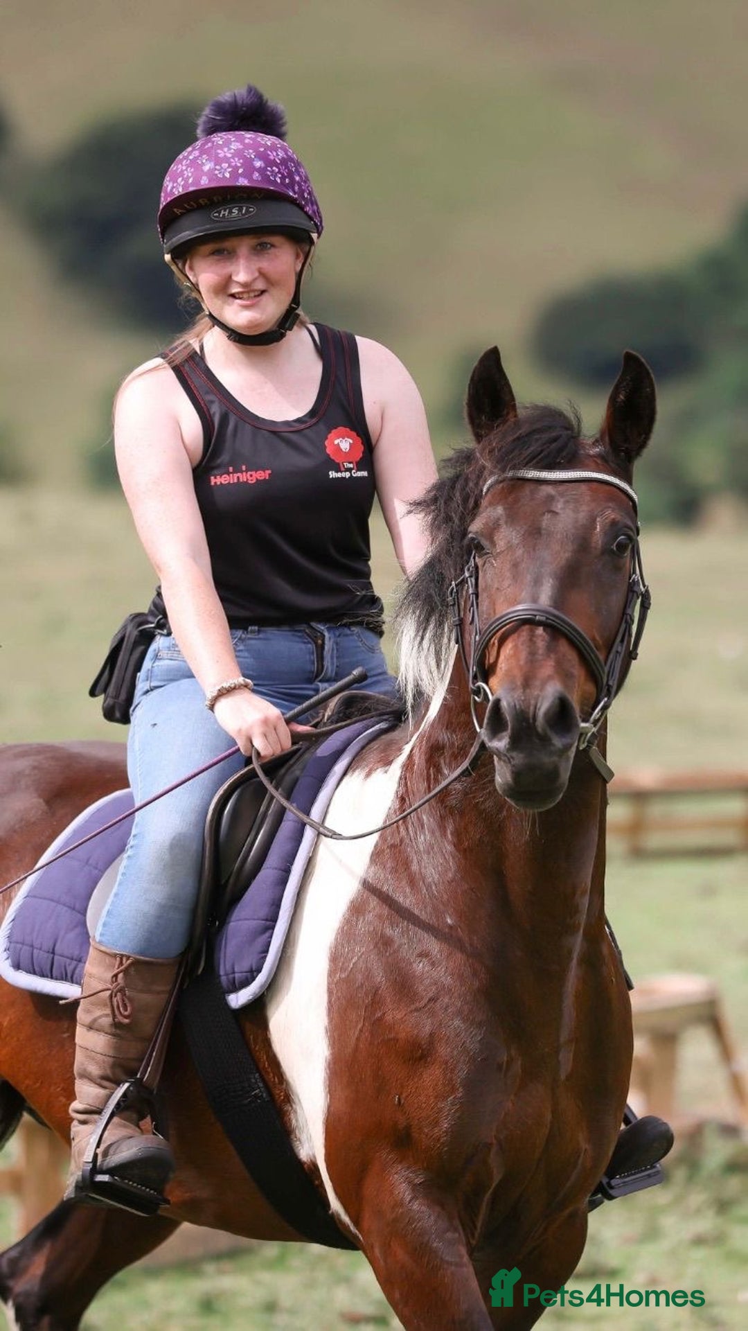 Other Breed horses for sale: Stunning Coloured Gelding - Advert 12