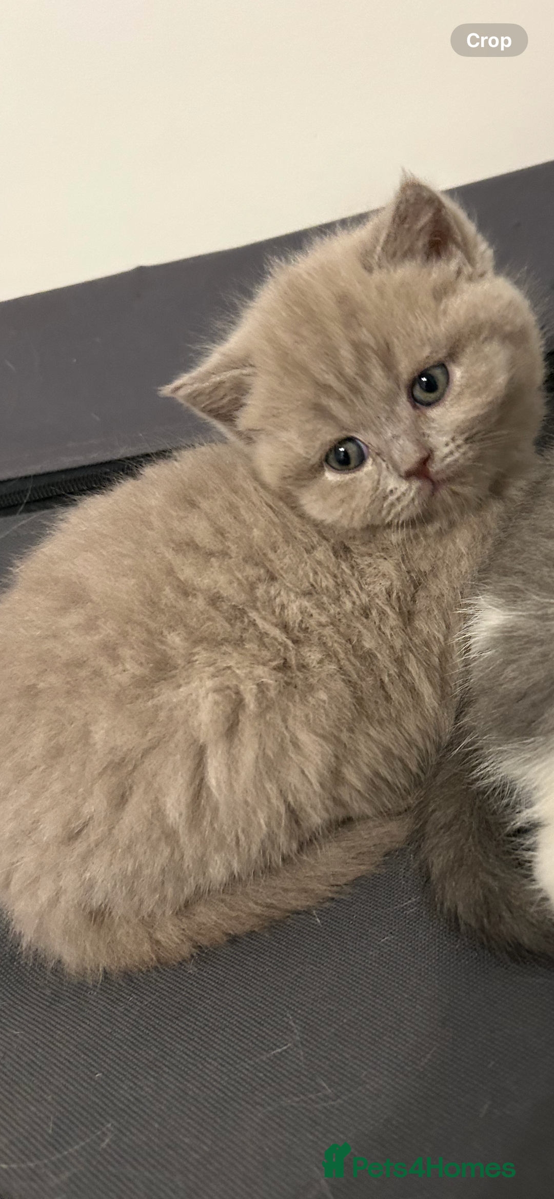 British Shorthair cats for sale: 🩷💙💜🧡♥️ BSH kittens - Advert 6