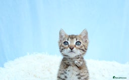 Bengal cats for sale: 🔥Stunning Bengal kittens Available🔥 - Image 13