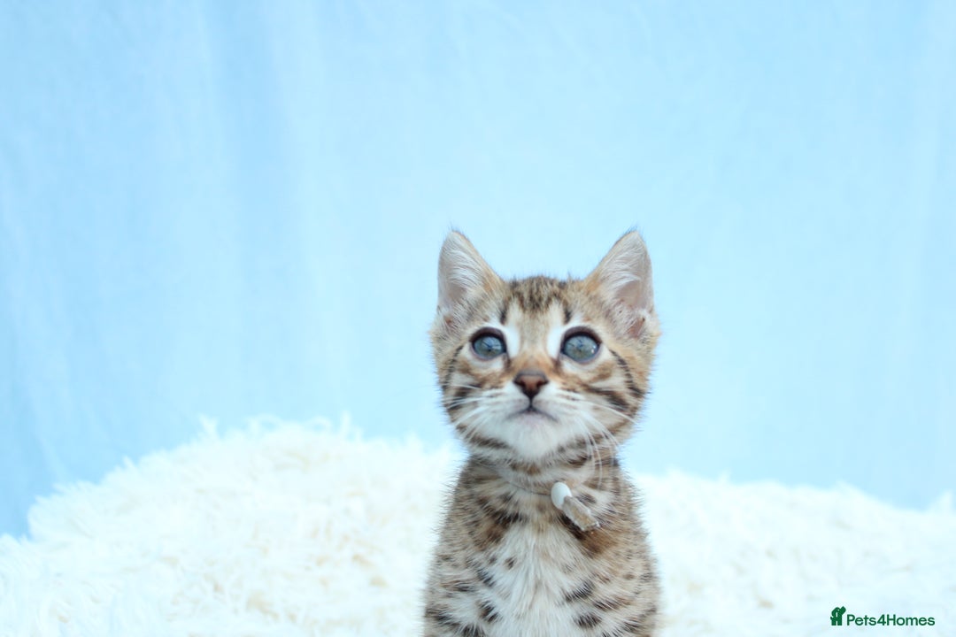 Bengal cats for sale: 🔥Stunning Bengal kittens Available🔥 - Image 13