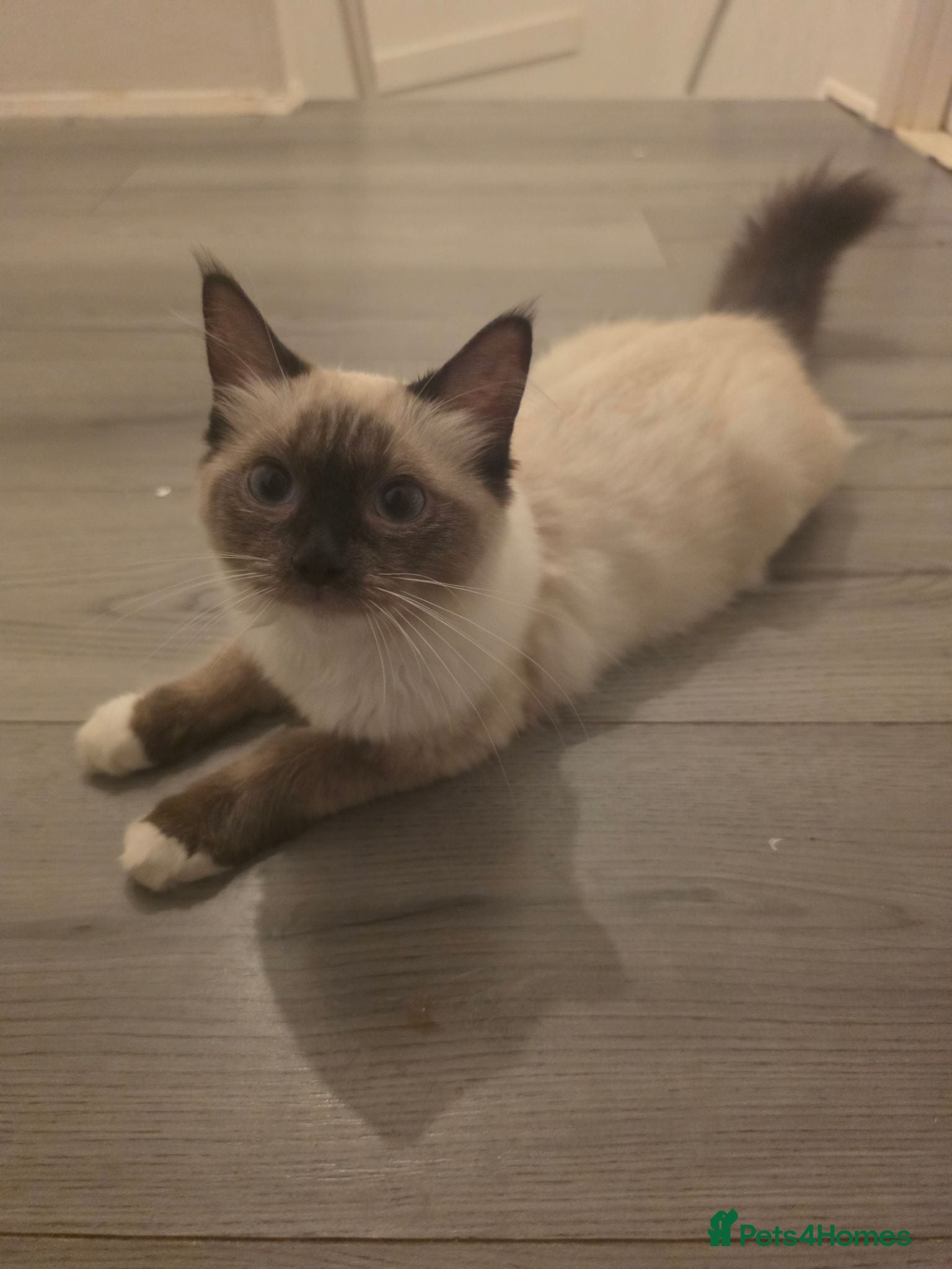Ragdoll cats Full pedigree Ragdolls  - Advert 1