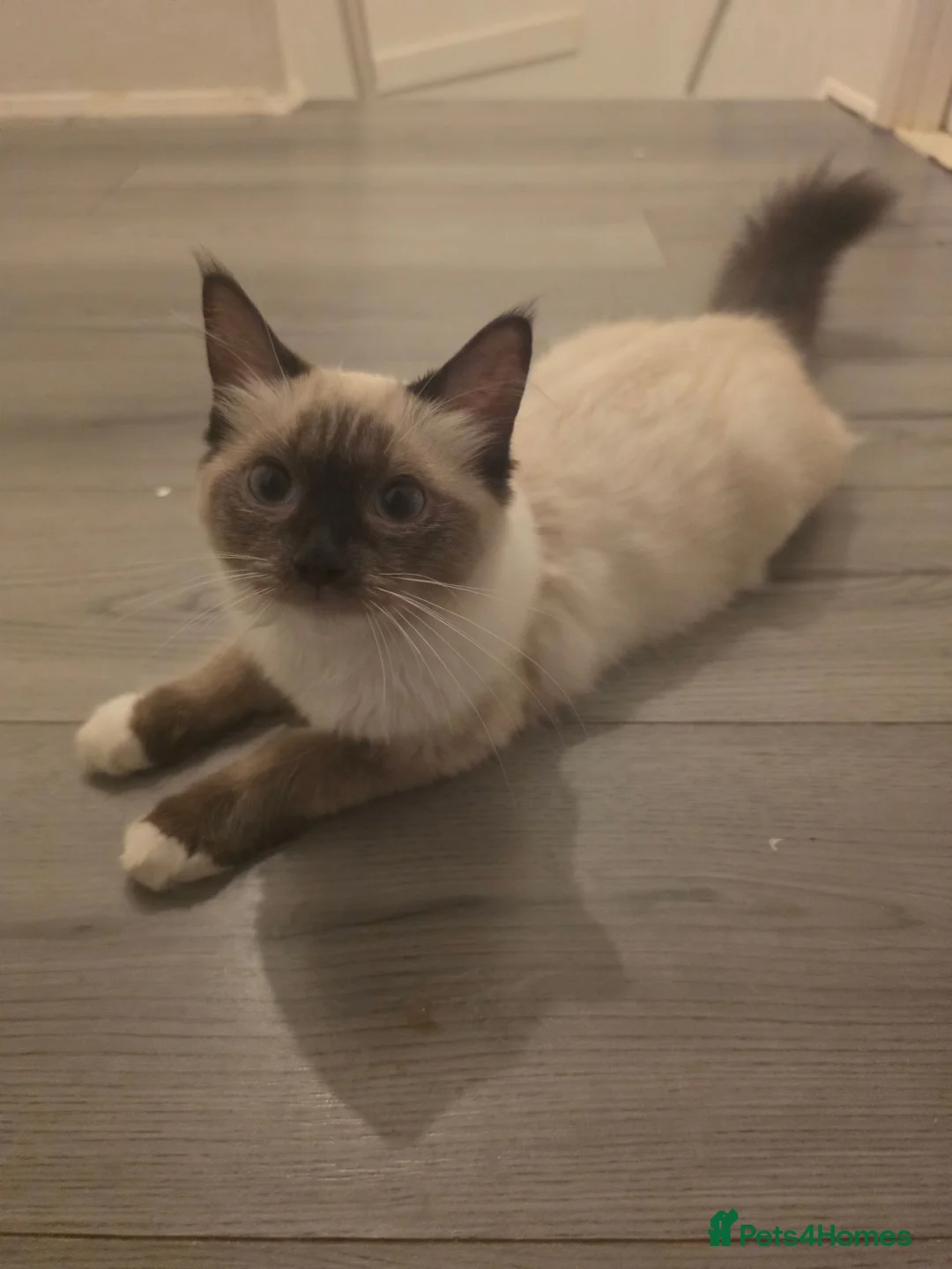 Ragdoll cats for sale: Full pedigree female Ragdoll - Advert 1