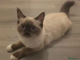 Ragdoll cats Full pedigree Ragdolls - Advert 1