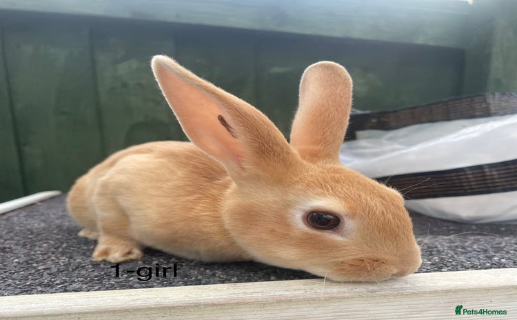 Rex rabbits - Advert 1