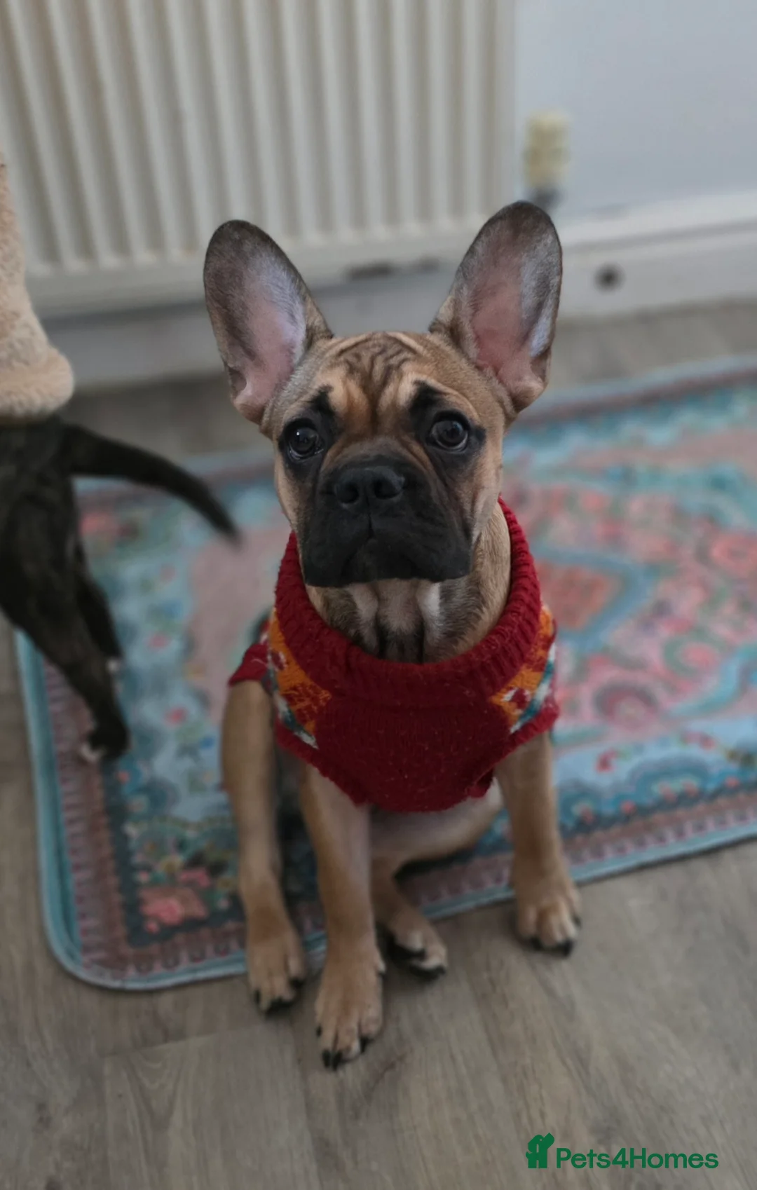 Mixed Breed dogs for sale: Frenchie x Chihuahua - Advert 2