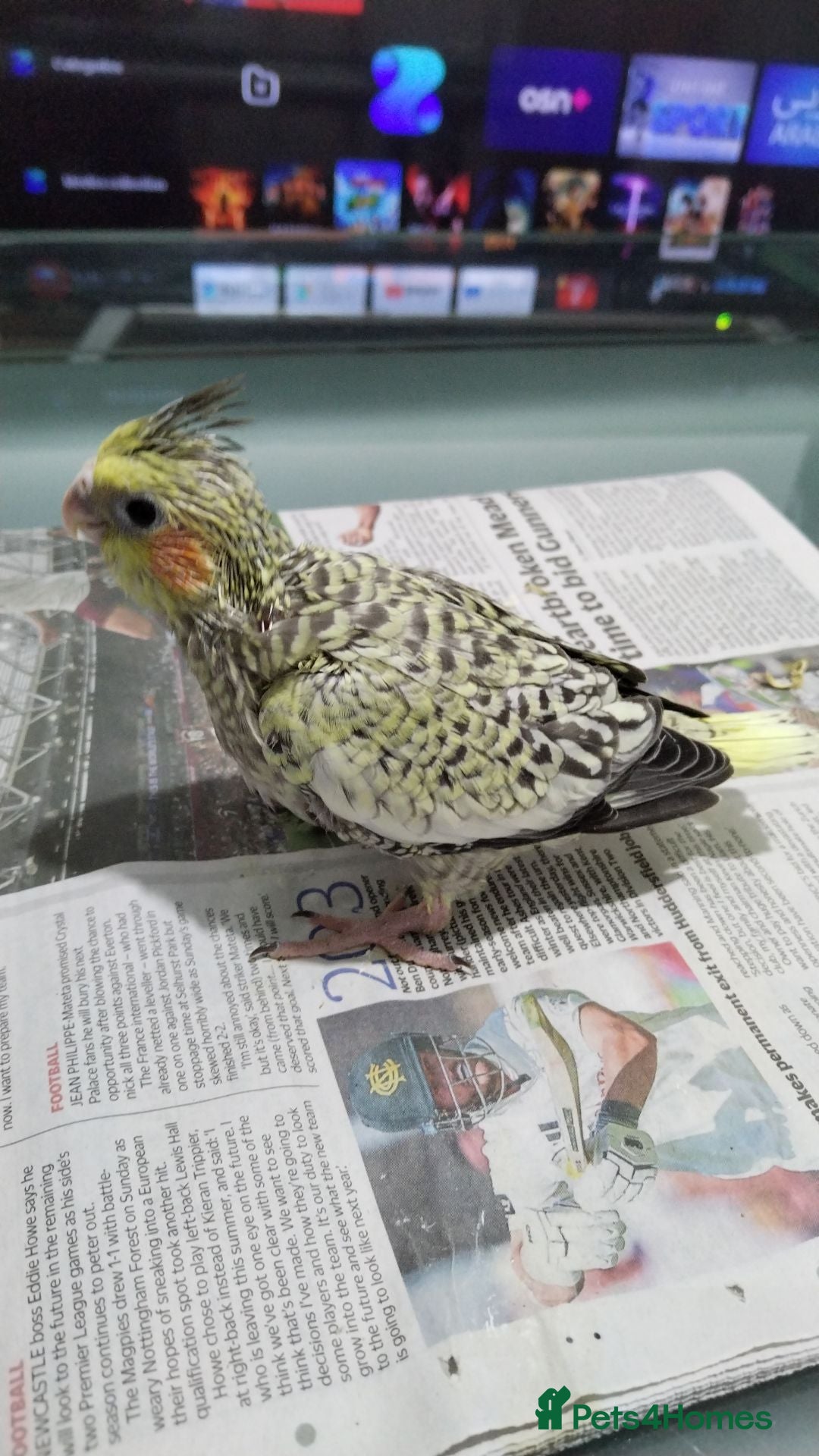 Cockatiels birds Maggie  - Advert 3