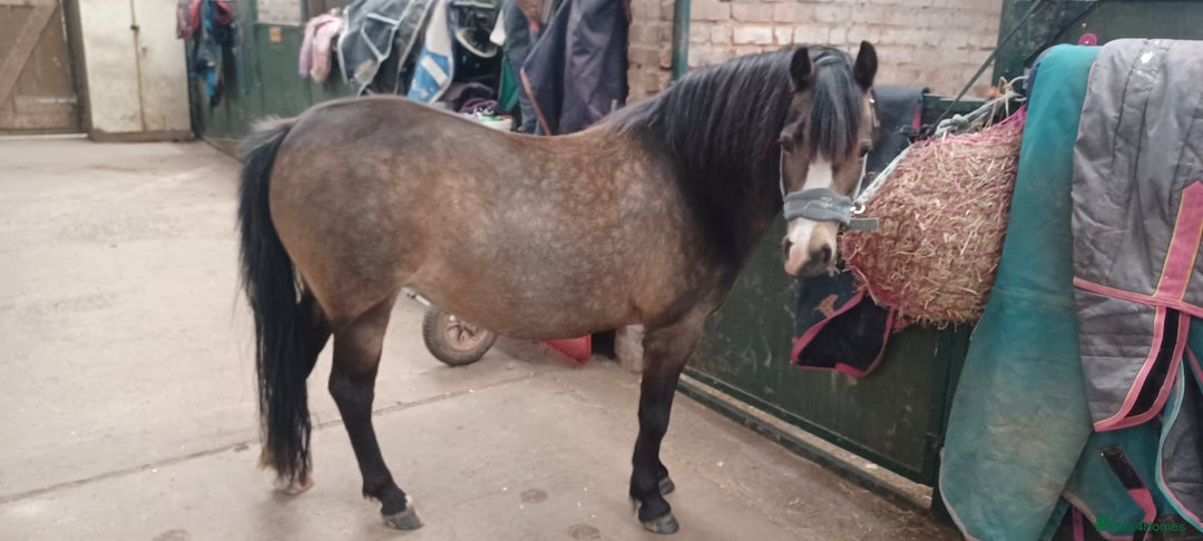 Welsh Section A horses for sale: Welsh Section A Mare Lead Rein pony - Image 3