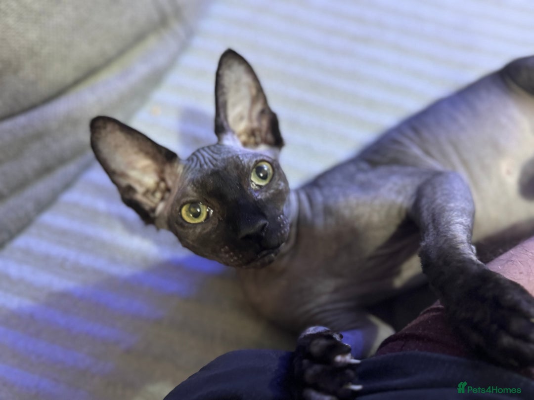 Sphynx cats for sale: Boy available  - Image 1