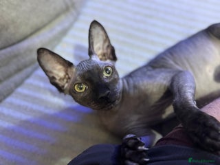Sphynx cats Boy available - Advert 4