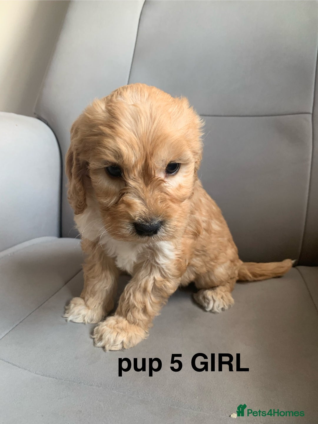 Cockapoo dogs for sale: Beautiful Cockapoo Puppies  - Image 10