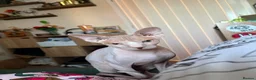 Sphynx cats for sale: 9 month old sphynx male  - Advert 4