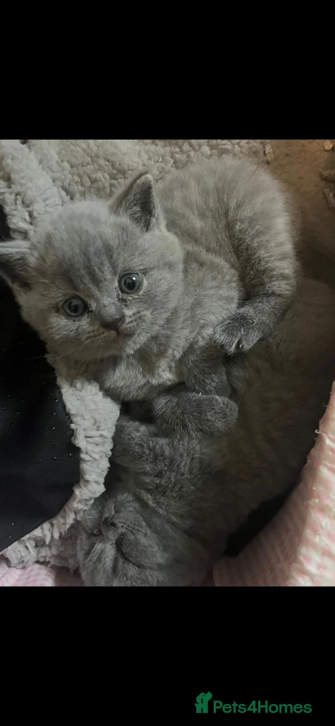 British Shorthair cats for sale: British short hair girls - Advert 15