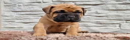 Bullmastiff dogs for sale: Bullmastiff puppies available gor new homes.. - Advert 9