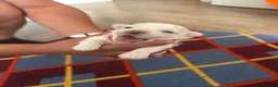 Maltese dogs for sale: Maltese puppies  - Advert 5