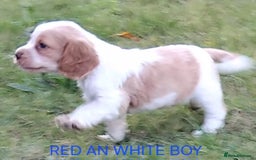 Cocker Spaniel dogs for sale: Cocka pups ready for new home - Image 11