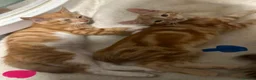 Mixed Breed cats for sale: Three beautiful ginger kittens  - Advert 2