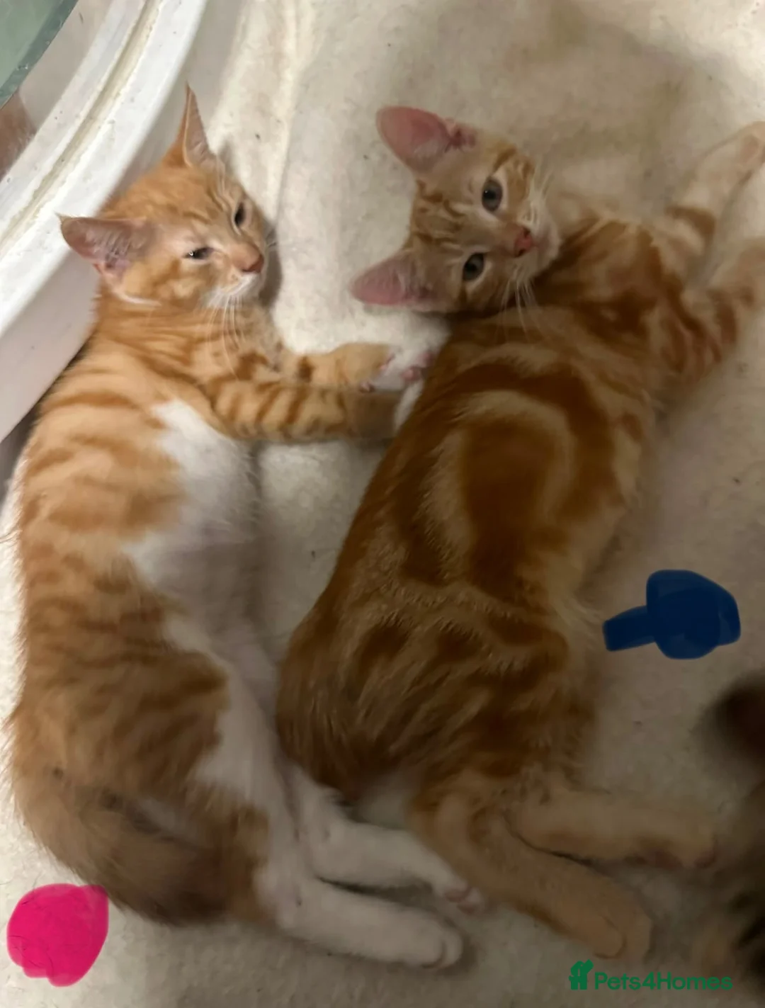 Mixed Breed cats for sale: Three beautiful ginger kittens  - Advert 2