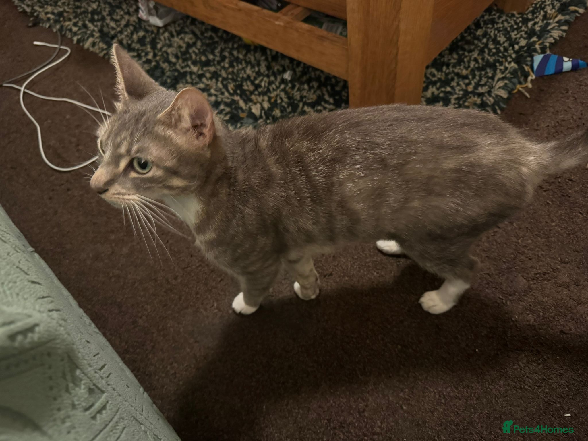 Mixed Breed cats Beautiful Nala looking for a home in Hook - Advert 5