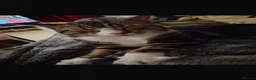 Bengal cats for sale: Benson  - Advert 6