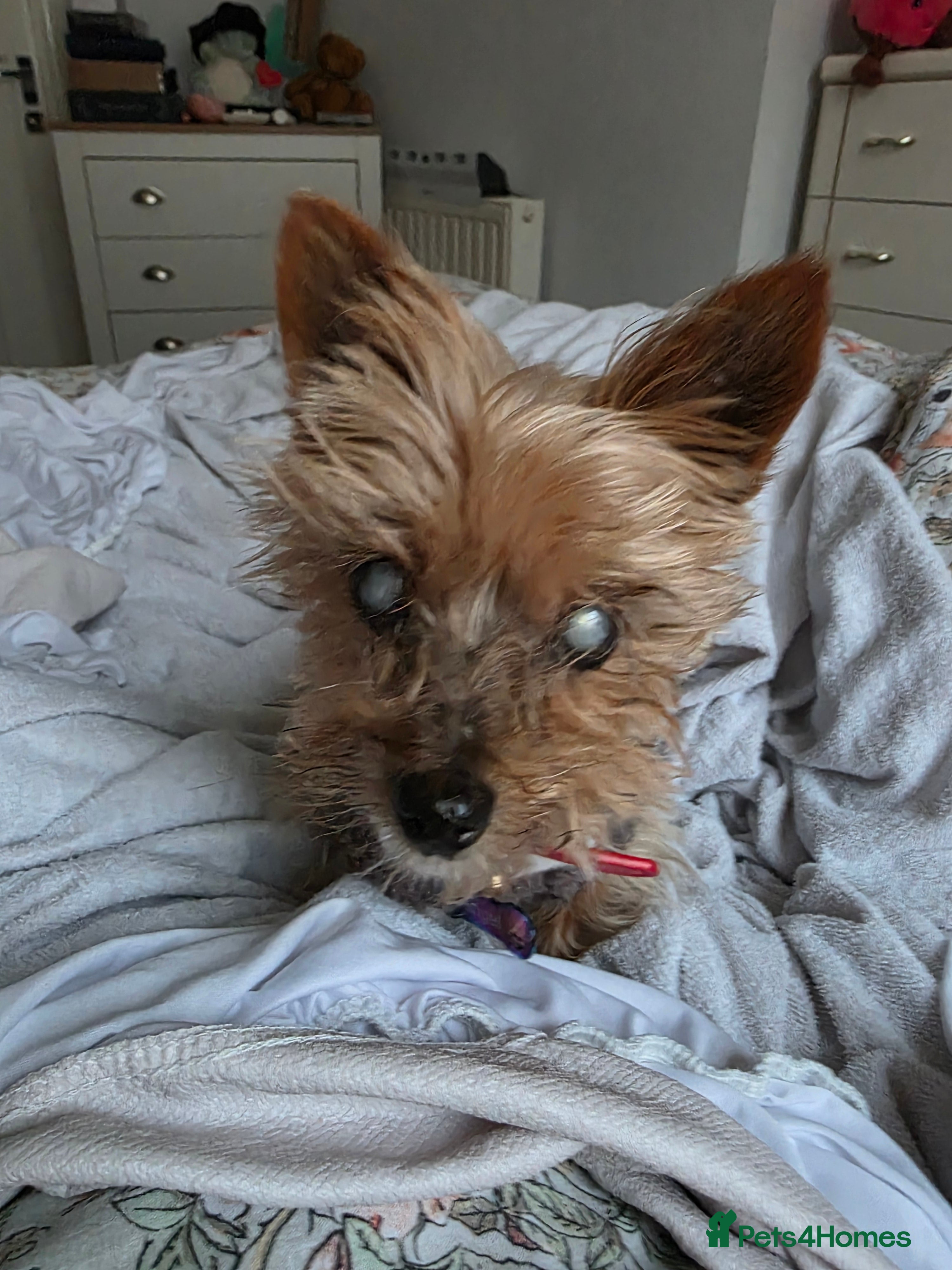 Yorkshire Terrier dogs  **  yorkie female - Advert 18