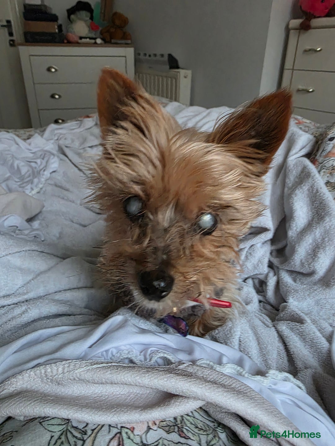 Yorkshire Terrier dogs for sale:    yorkie female - Advert 1