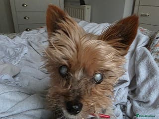 Yorkshire Terrier dogs ** yorkie female - Advert 18