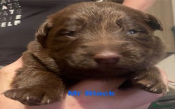 German Shepherd dogs for sale: Straight-topline German Shepherd puppies - Image 14