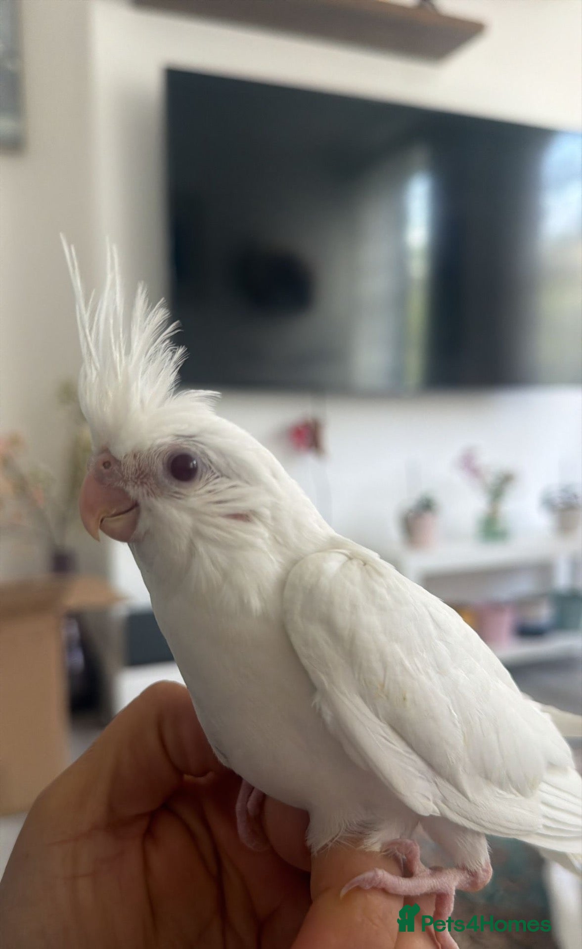 Cockatiels birds Beautiful Albino cockatiel babies fully trained  - Advert 1