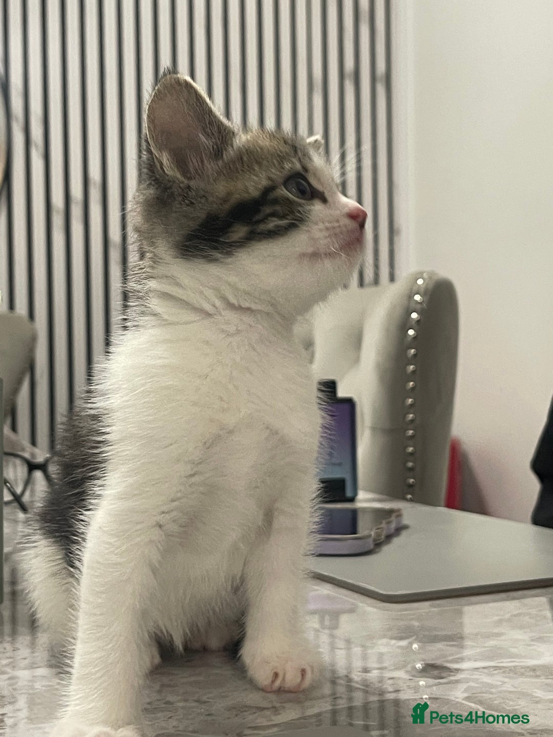 Mixed Breed cats for sale: Kittens available 8 weeks old  - Advert 5