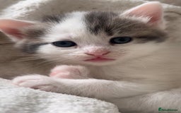 Domestic Shorthair cats for sale: 4 gorgeous kittens for sale - Image 4
