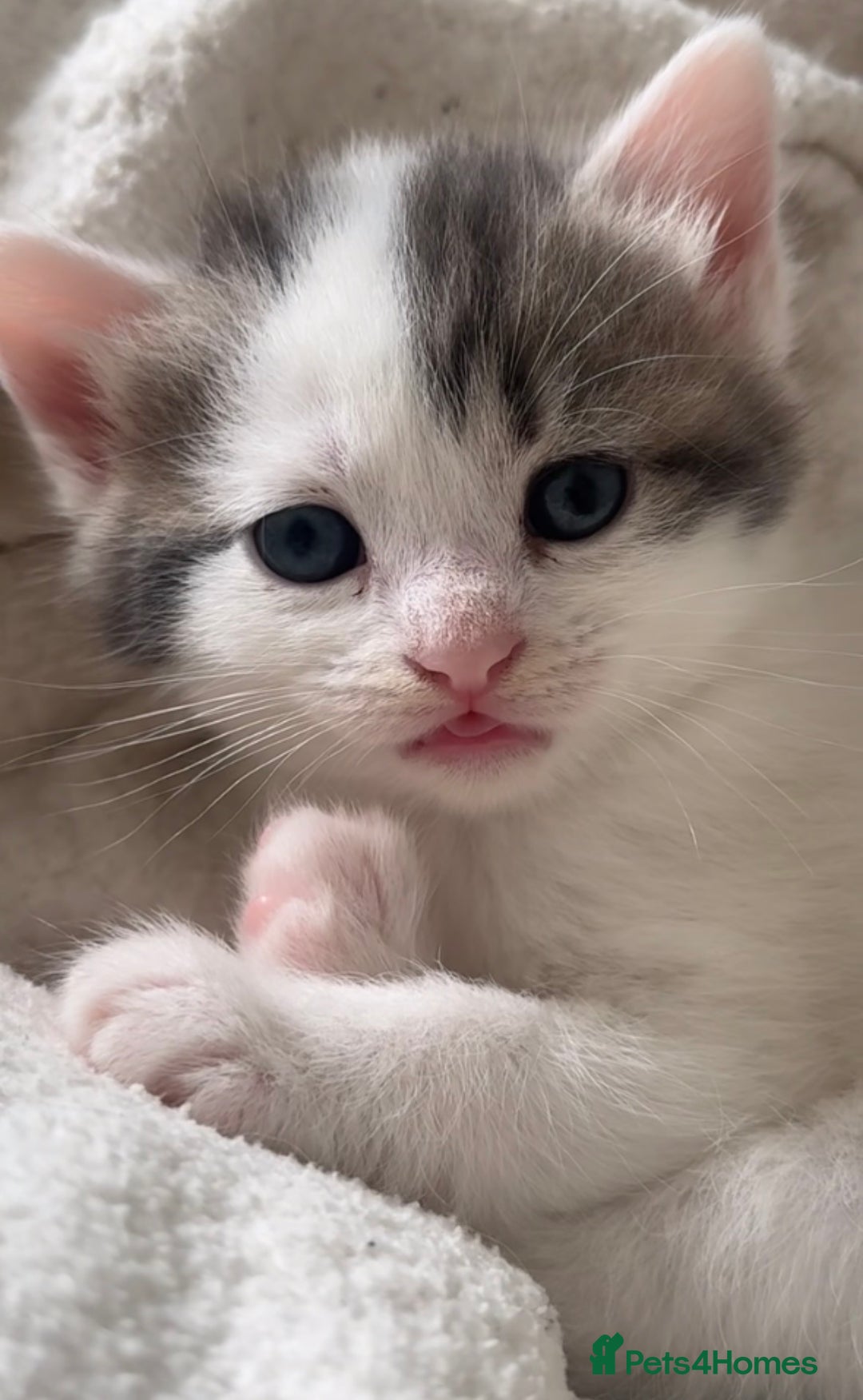 Domestic Shorthair cats for sale: 4 gorgeous kittens for sale - Image 4