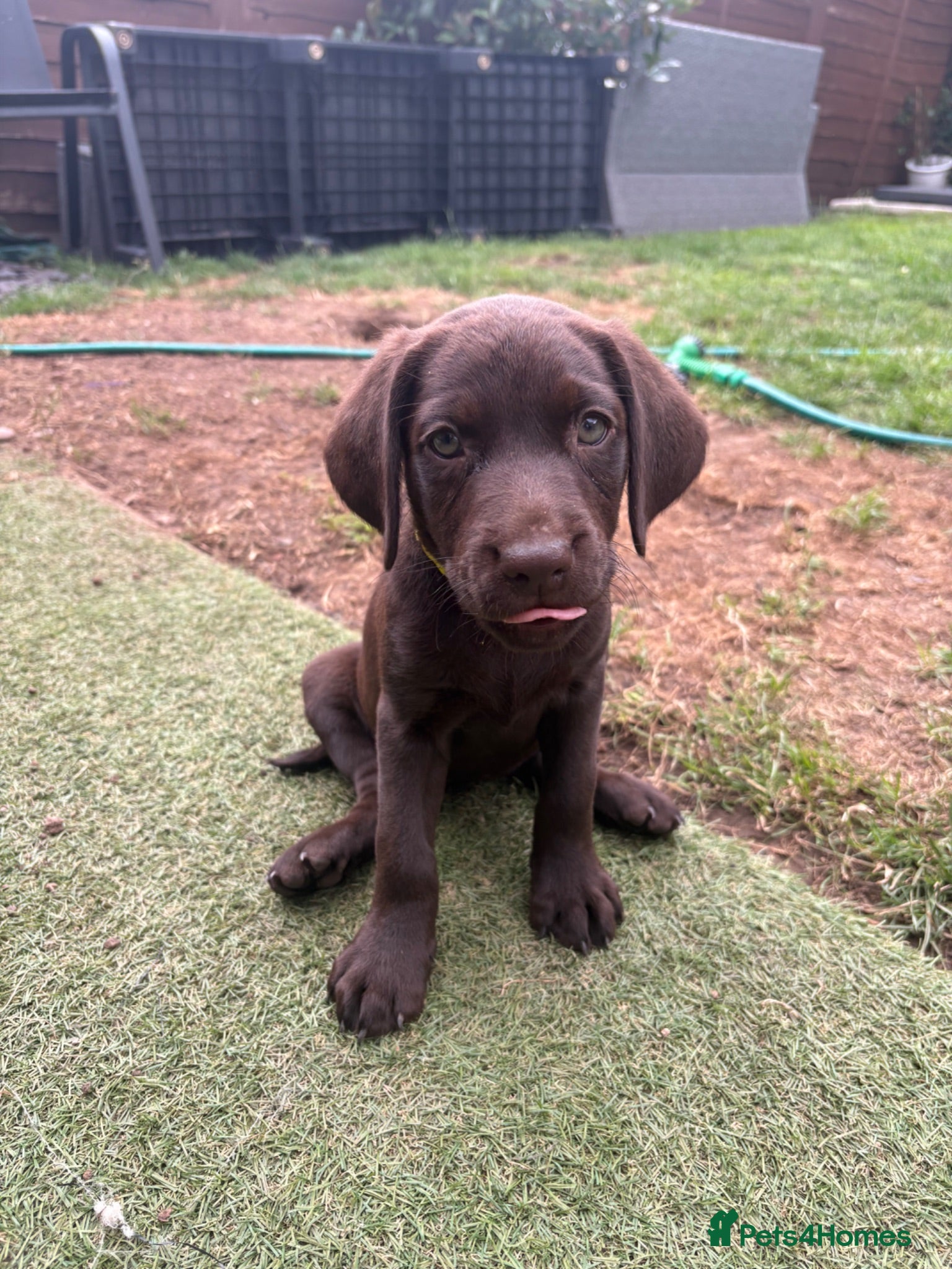 Labrador Retriever dogs Gorgeous Labrador Puppies – Ready Now 🐾 - Advert 17