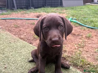 Labrador Retriever dogs Gorgeous Labrador Puppies – Ready Now 🐾 - Advert 17