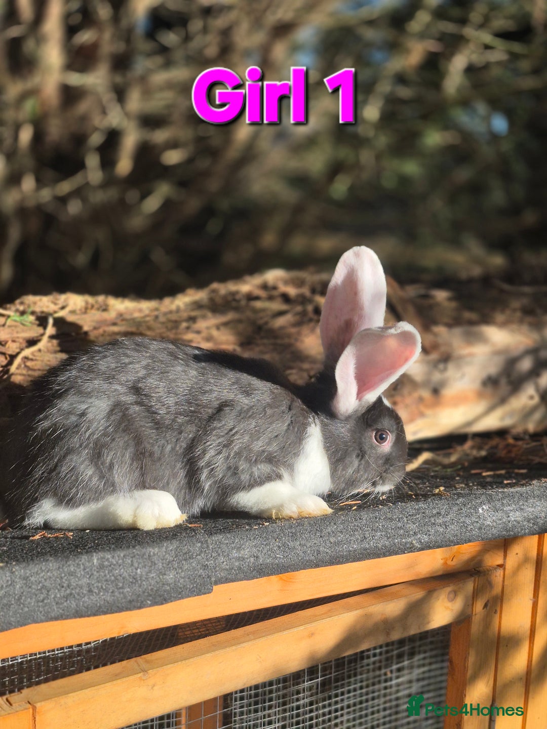 Continental Giant rabbits for sale: Pure Continental Giant Vaccinated  - Advert 2