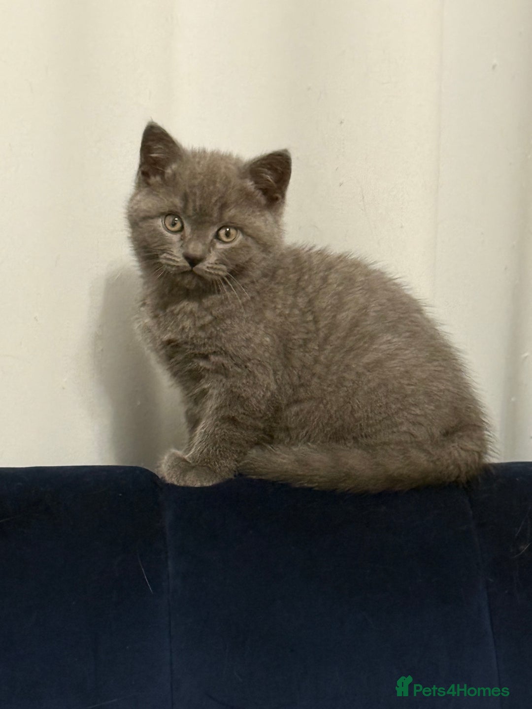British Shorthair cats for sale: Grey and Tica Boys ready for home  - Image 4
