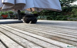 Skye Terrier dogs for sale: Skye terrier puppies lovely chunky rare breed pups - Image 3