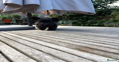 Skye Terrier dogs - Advert 1