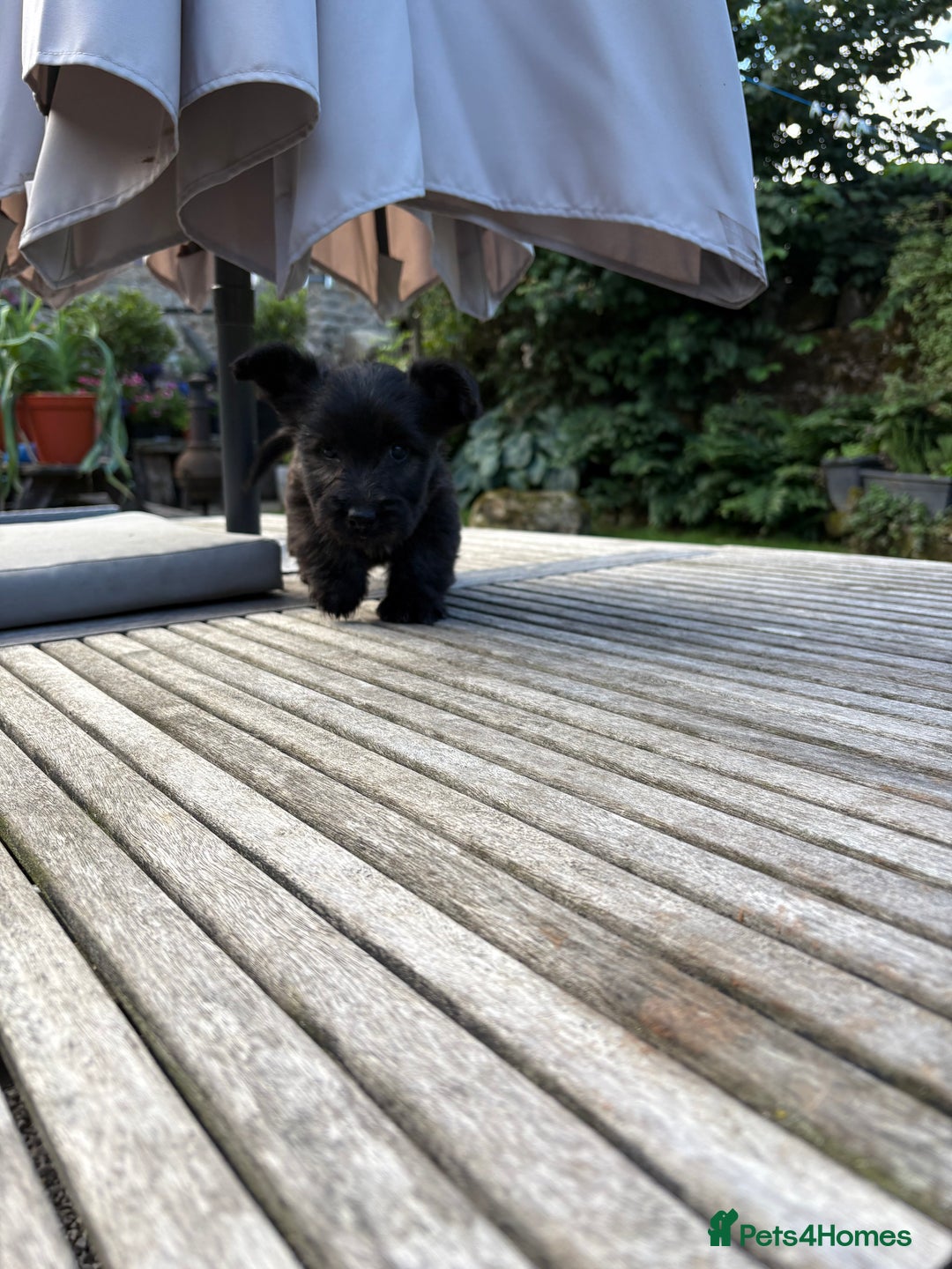Skye Terrier dogs for sale: Skye terrier puppies lovely chunky rare breed pups - Image 3