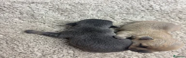 Chihuahua 1