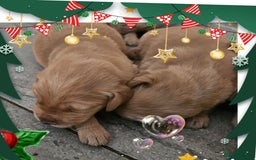 Golden Retriever dogs for sale: KC registered pedigree Golden Retriever pups - Image 14