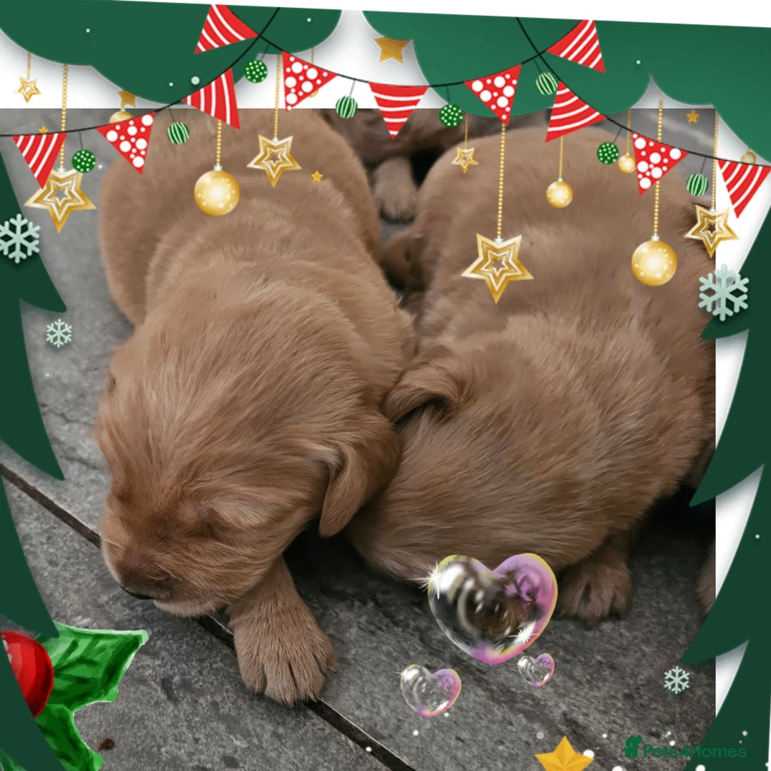Golden Retriever dogs for sale: KC registered pedigree Golden Retriever pups - Image 14