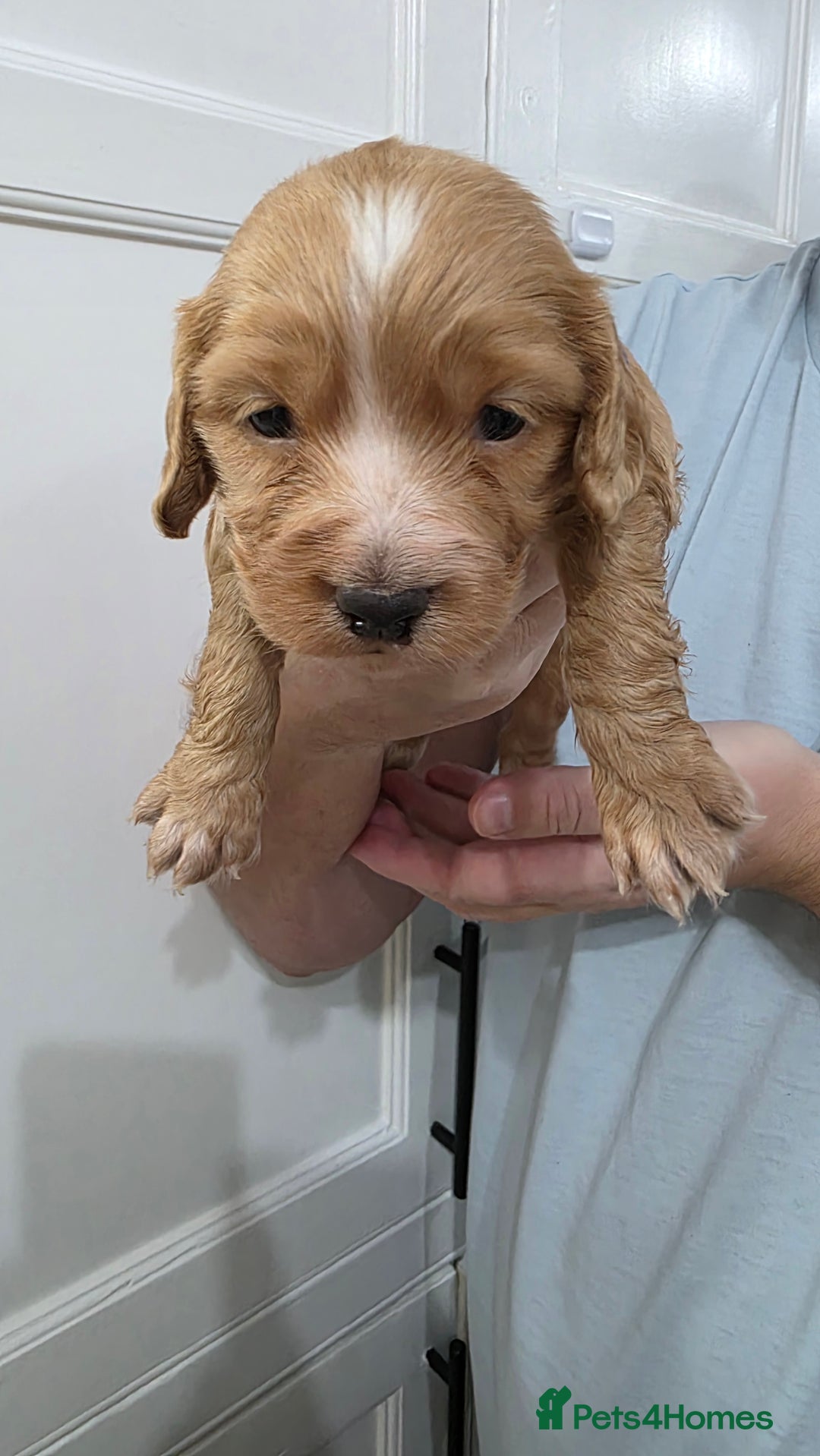 Cocker Spaniel dogs for sale: Working Cocker spaniel puppies - Advert 14