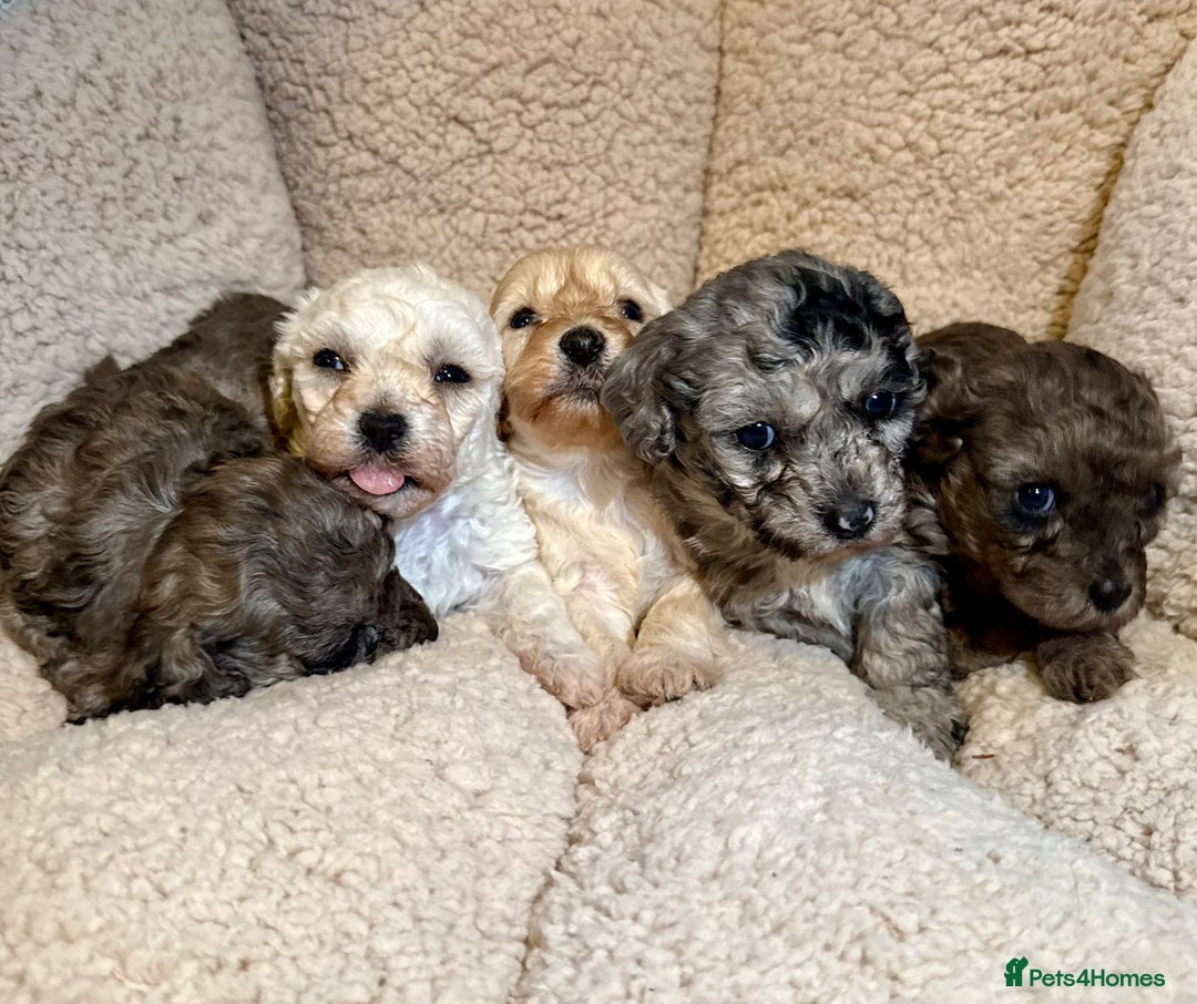 Mixed Breed dogs for sale: Gorgeous cavapoochon puppies - Advert 25