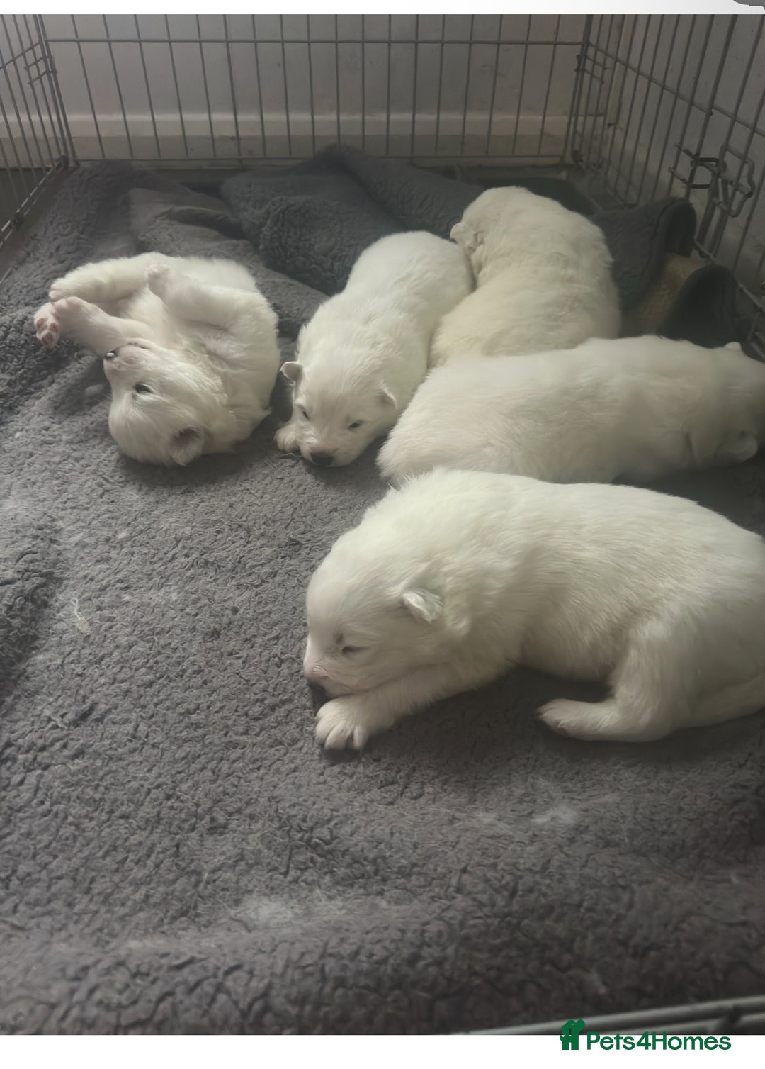 Samoyed dogs for sale: Adorable 6 Samoyed Puppies Waiting Forever Homes - Advert 31