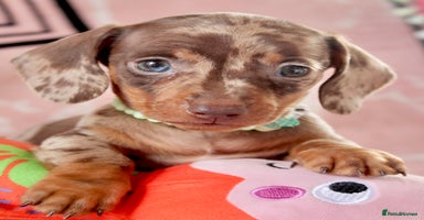 Miniature Dachshund dogs - Advert 2