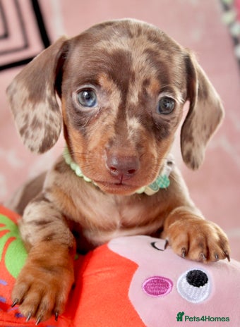 Miniature Dachshund dogs - Advert 1