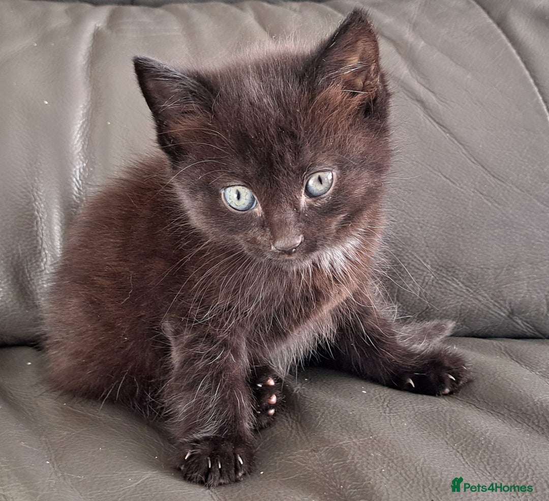 Mixed Breed cats for sale: Gorgeous Cross Kittens 🌟 - Advert 26