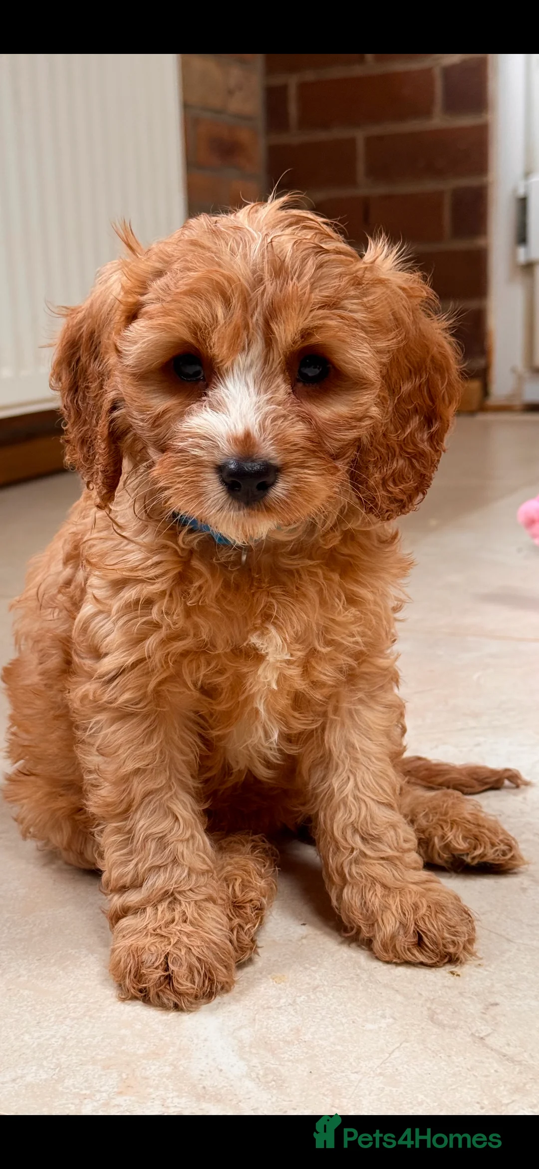 Cavapoo dogs for sale: Cavapoo Puppies (F1) -Perfect Family Companions - Advert 2